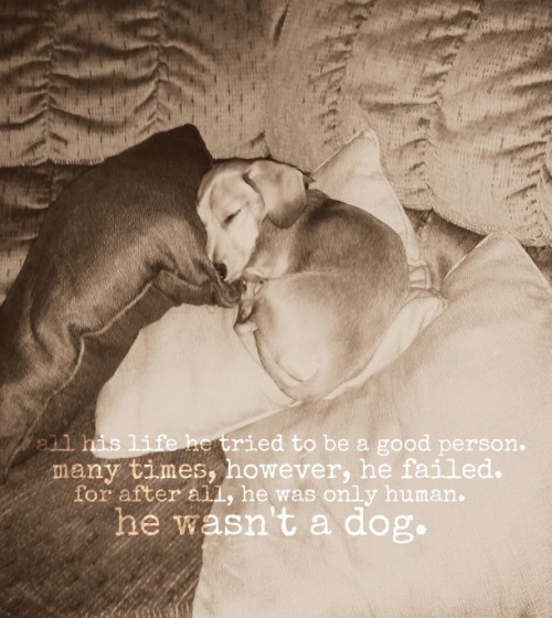 a-reconstructed-disintegration:original photo of my puppy, toast. quote by charles shultz.