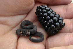 wweird: OH NO ARE YOU A TINY SNAKE THE SIZE OF A BLACKBERRY! YOU ARE A TINY SNAKE THE SIZE OF A BLACKBERRY OH MY FUCKING GOODNESS LOOK AT YOU  