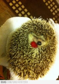 9gag:  Just a hedgehog with a raspberry 