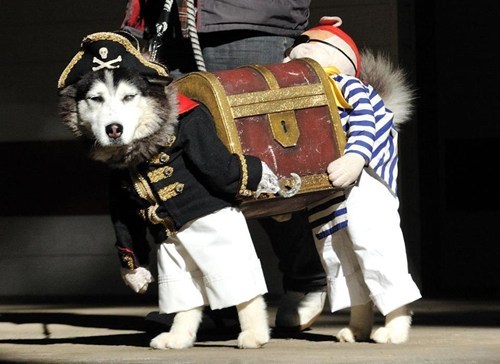 thedailywhat:
“ Posted Without Comment of the Day: Says @chiefbrody1984: “If you’ve seen a better picture of a dog dressed as two pirates carrying a treasure chest today, I don’t believe you.”
[unlikelywords]
”