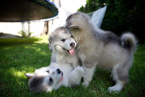 funnywildlife:  cuties at play!! 