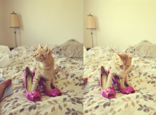 auld-langsyne:lucymeowgall:This cat is trying to figure out how to wear these heelsAll you wanted fo