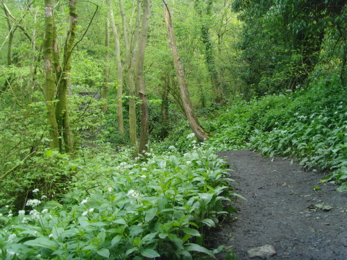 vwcampervan-aldridge:Path in Dingle woods, Aldridge, with wild garlic spreading everywhere. Wild gar