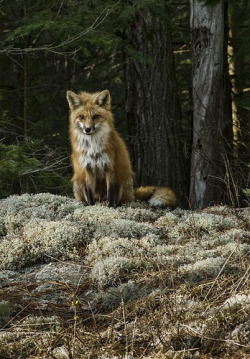 foxograph:  Foxy Lady - Algonquin Park (by Alan Norsworthy) 