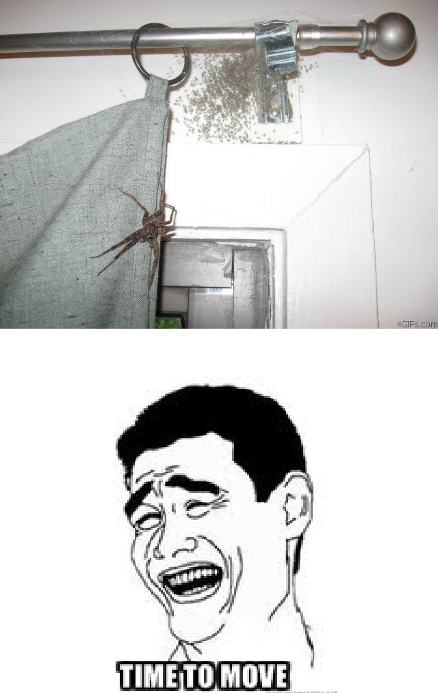 the-absolute-funniest-posts:  Follow this blog, you will love it on your dashboard