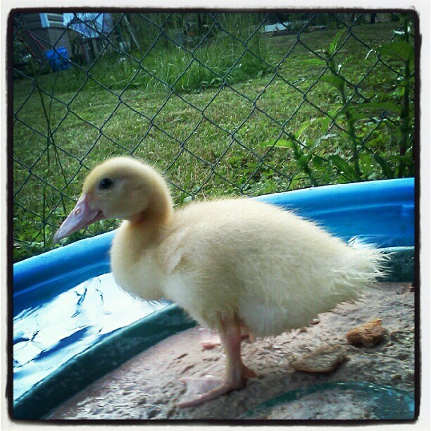 Melissas Duckie :) (Taken with instagram)