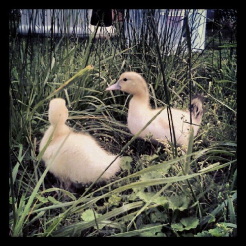 Batman and Robin! (Taken with instagram)