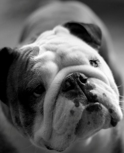 English Bulldog Love