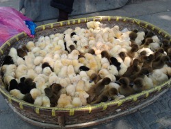 theifoflight:  stormybabe:  jerrymojo2:  thenewagecaveman:  jolt3:  I want a bucket full of ducklings ;3;  That would be a great complement, right? “YOU, MADAME, ARE A BUCKET OF DUCKLINGS.”  AHHHHHHHHHHHHHH AHHHHHHHHHHHHHHHHH DANI SAMMY LOOK AT THE
