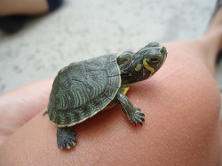 fishtailed-mermaids:  omg i love baby turtles