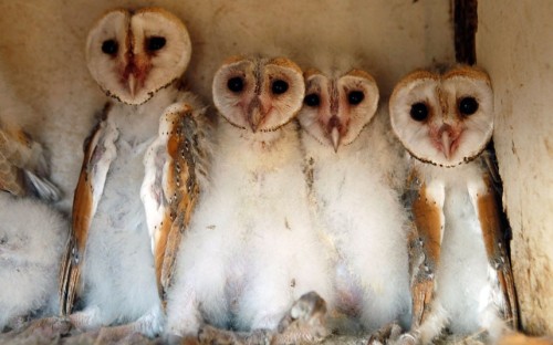 Barn owl chicks sit in a box in Israel’s Beit Shean Valley, near the border with Jordan. The chicks are the product of a joint Israeli-Jordanian project launched in 2002, to use barn owls as biological pesticides. Picture: REUTERS/Baz Ratner