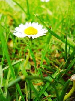a daisy