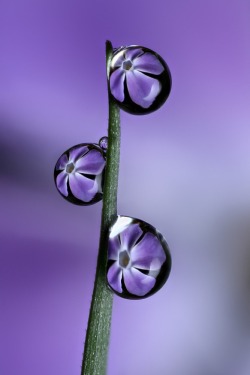 abluegirl:  Macrophotography By Brian Valentine:  In his retired free time, former PhD Microbiologist Brian Valentine turned his attention and incredible talents to a love of macro photography. As a keen gardener, his backyard is filled with a plethora