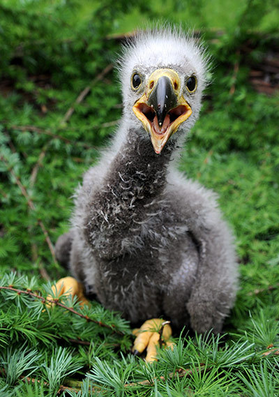 A baby sea eagle sits in a nest at a wild animals park in Eekholt, northern Germany. Photograph: Carsten Rehder/AFP/Getty Images