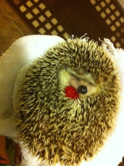 xxthefoolxx:  Just a hedgehog holding a raspberry. That is all… 