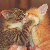 chubbiechubbiechaser:Kitten kisses.