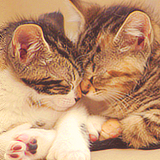 chubbiechubbiechaser:Kitten kisses.