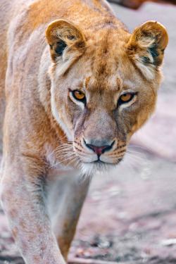 black-momba:  Lioness