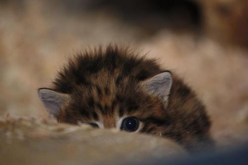 glitter-and-be-gay:They’re not cats. They’re black-footed cats. And they’re tiny and adorable.