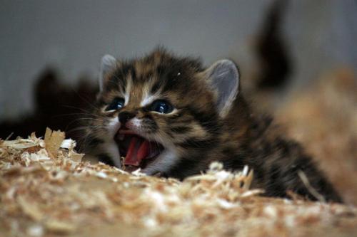 glitter-and-be-gay:They’re not cats. They’re black-footed cats. And they’re tiny and adorable.