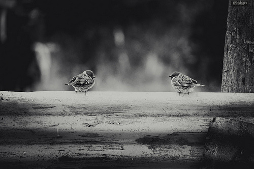 black-and-white:  (by d3sign) 
