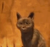 Quando você ouve a professora falando um palavrão: 