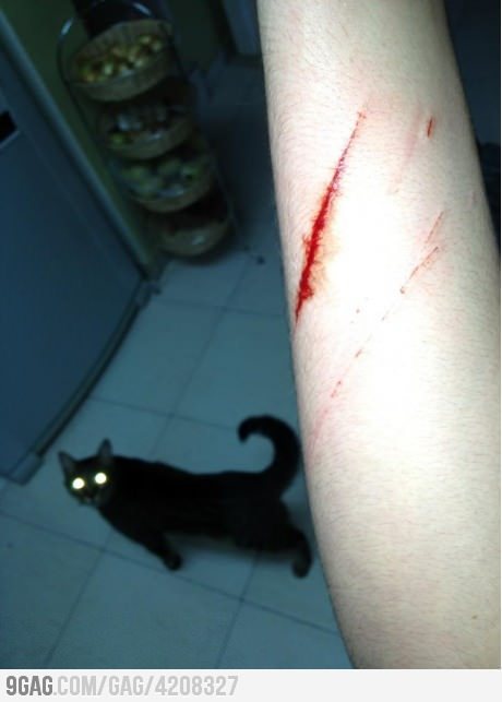 9gag:  Get a cat they said, it will be fun they said  gato do tedy