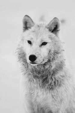 dashesofhope:  Love this, my jaw literally dropped at the sight of this flawless wolf. 