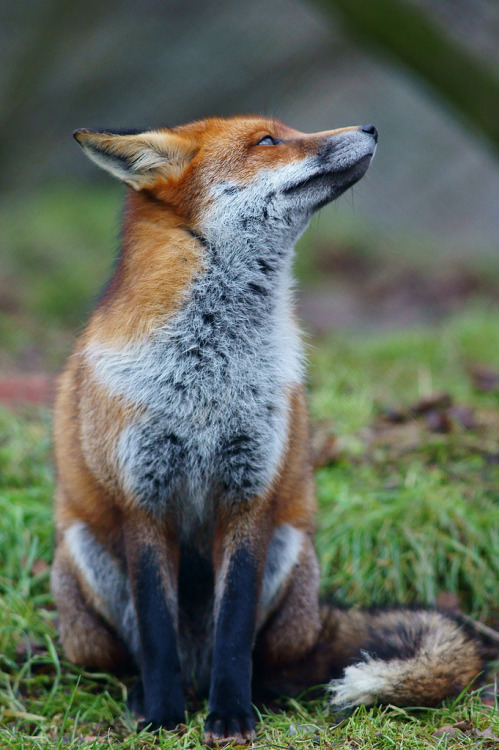 Porn photo fuckyeahfoxfriends