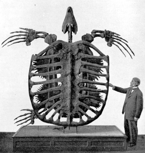 Archelon, The  largest species of turtle ever discovered. It measured over 4 metres in length and 5 