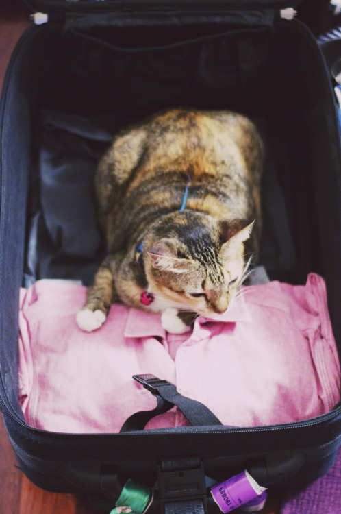 Just packin’ my cat with me.