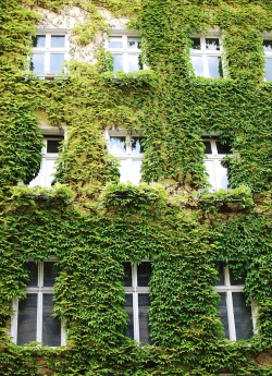 lushclub:  imagine living there, green life  