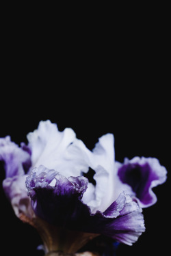 billykidd:  Decaying flower was shot by Billy