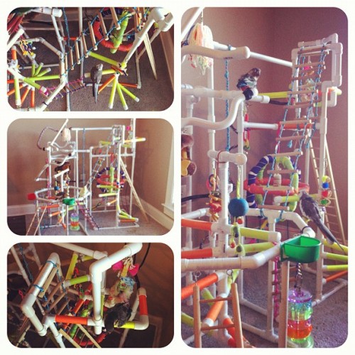 alexinwonderlampley:PLAYGYM 8.0 : Playgym of Awesomeness for the birds - been working on this for a 