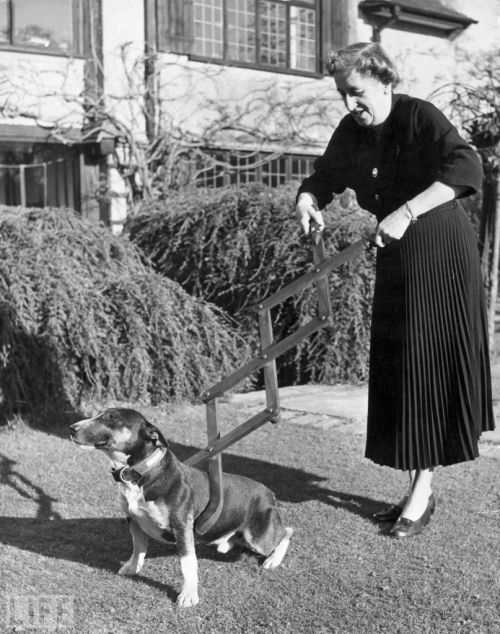 Sex Dog Restrainer, 1940. pictures