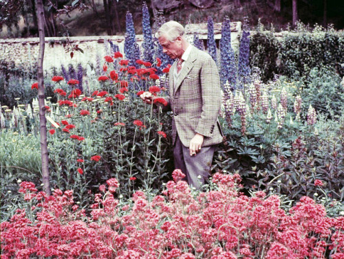 geewhizgolly: Edward VIII / the Duke of Windsor, gardening. By Frank Scherschel, c. 1955, Paris.