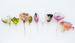 michaelaklein:  (via Anthology Magazine | Artists | Paper Flowers by Lyndie Dourthe) 