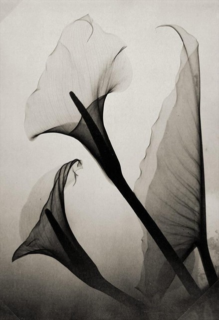 eerriinnffrroosstt:  Thomas W. Louyle, Calla Lily X-Ray, 1930 