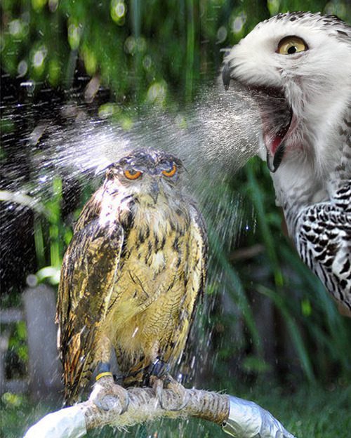 the-absolute-funniest-posts:  theamericankid: How it feels to be sober at a party