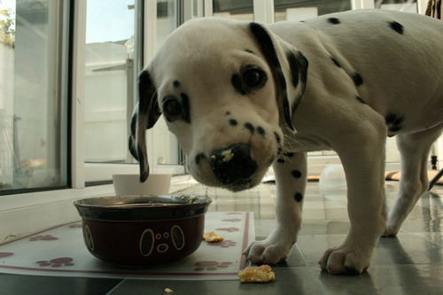 Quem alimenta um animal faminto, alimenta a própria alma.-Charles Chaplin 