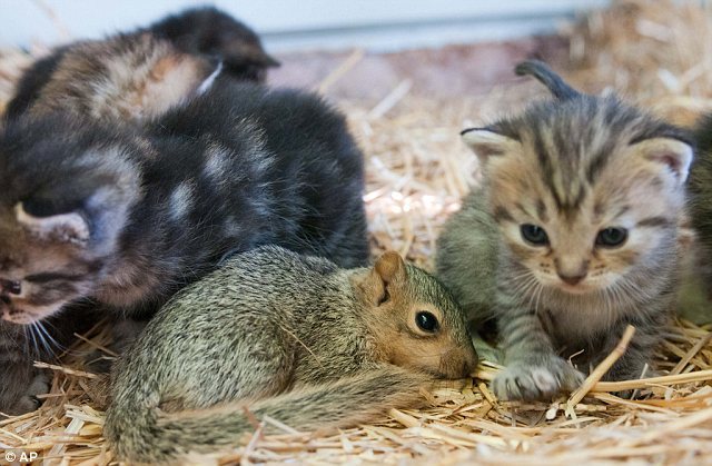  New family: A set of kittens and their mother have taken to an orphaned squirrel