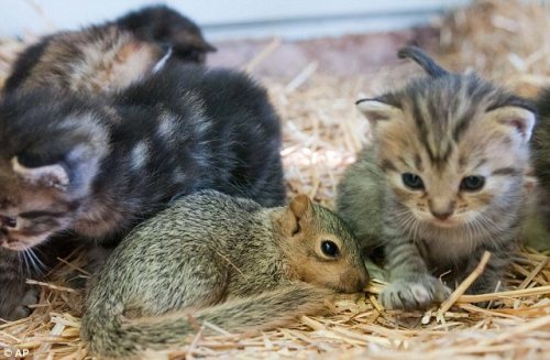  New family: A set of kittens and their mother have taken to an orphaned squirrel like he is one of them in Bay County’s Bangor Township, Michigan after Bailee Schultz, 8 heard the squirrel whimpering weeks ago (via Daily Mail) 