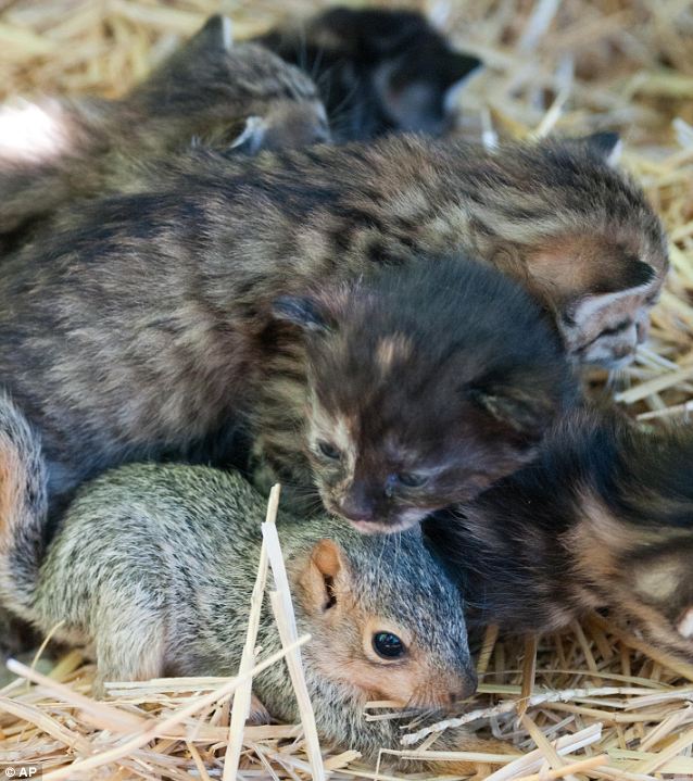  New family: A set of kittens and their mother have taken to an orphaned squirrel