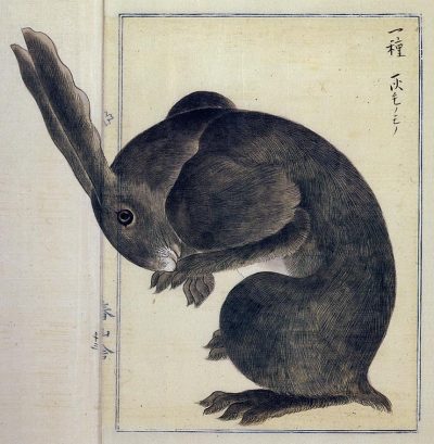 booglarized:
“      Artist Takagi Haruyama, 1850’s, Japan, Edo period, “Rabbit” ”