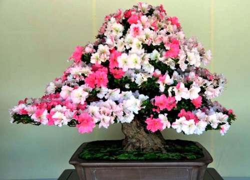 Bonsai of flowers &ldquo;Satsuki&rdquo; in Japan.　皐月　花の盆栽。