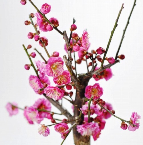 Bonsai plum flower in Japan.　梅の盆栽。