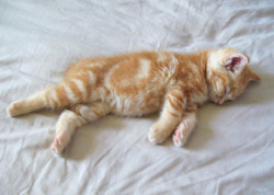 Teen-Urges:  Origami-Dolls:  Cute!  Omg. Its Just So Pudgy I Wanna Touch It. 