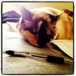 I had my brothers girlfriend&rsquo;s cat helping me take study breaks by lying on top of my notes.