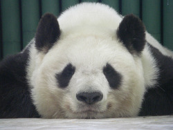 Giant Panda Photos