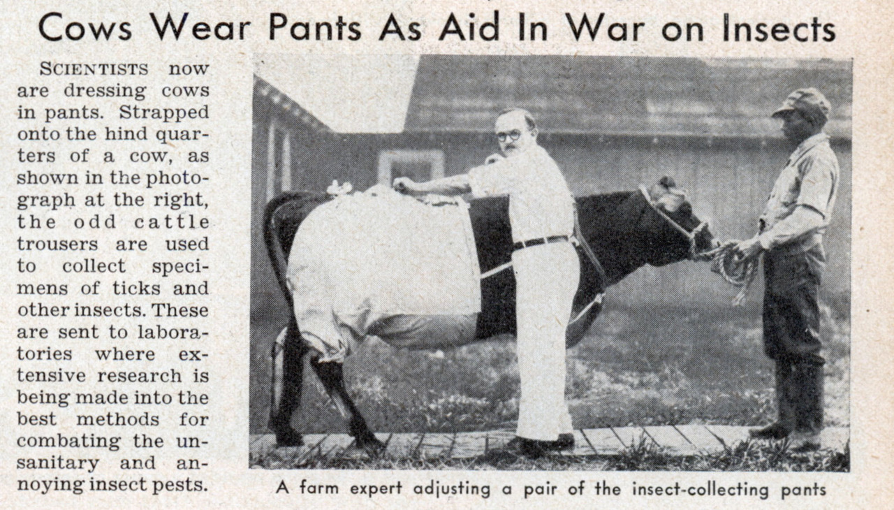 Also: CowPants.